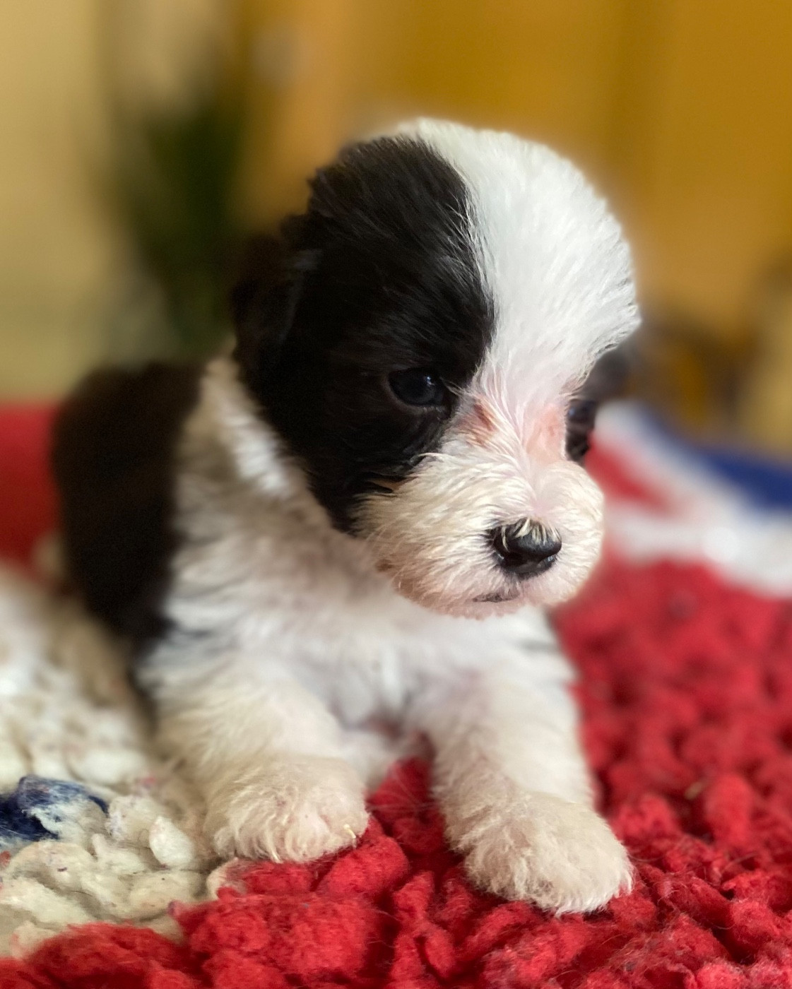 Of Pure Magic Wood - Chiots disponibles - Bearded Collie