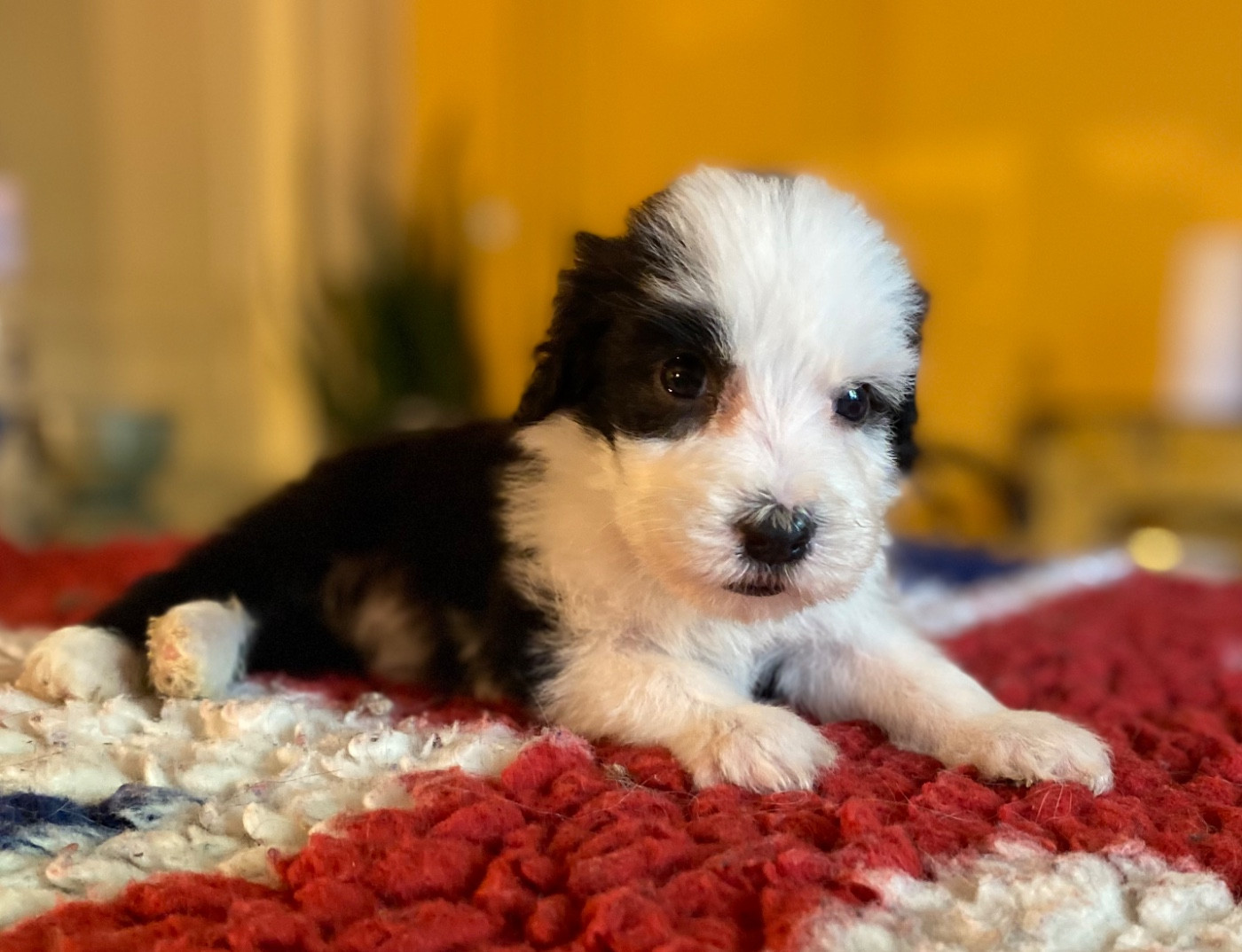 Of Pure Magic Wood - Chiots disponibles - Bearded Collie