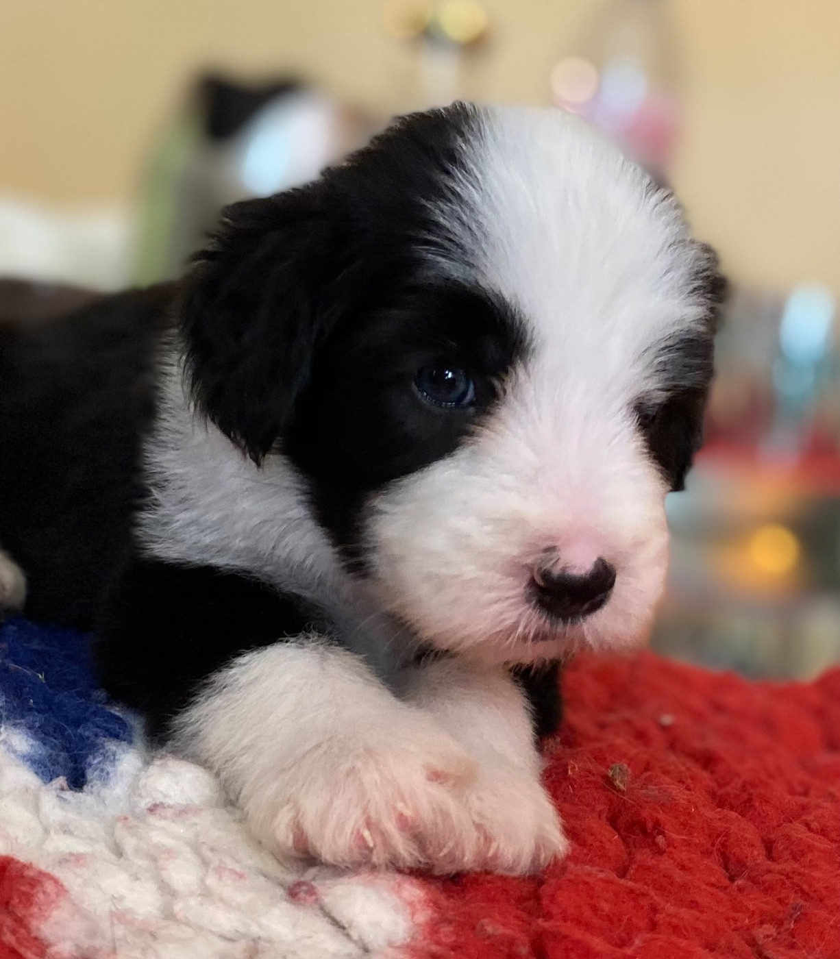 Of Pure Magic Wood - Chiots disponibles - Bearded Collie