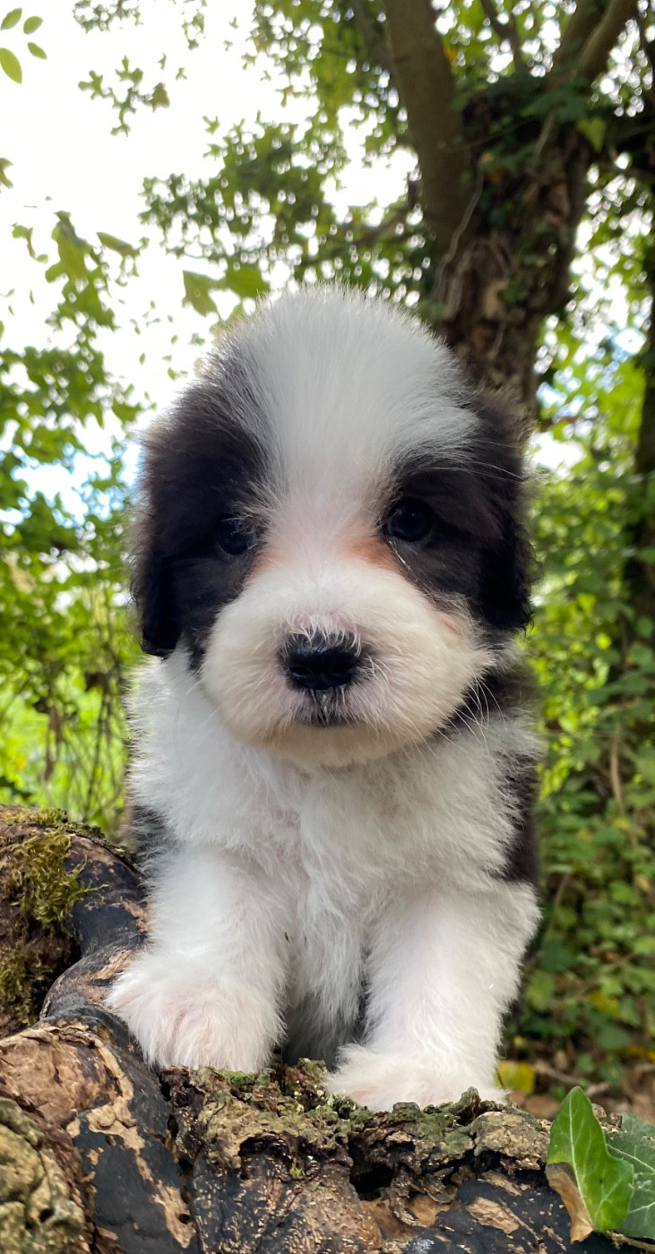 Of Pure Magic Wood - Chiots disponibles - Bearded Collie