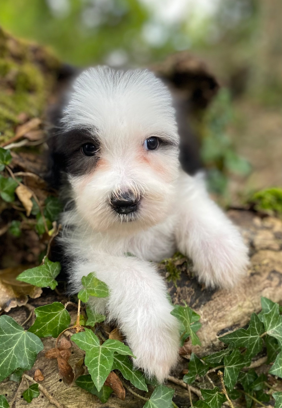 Of Pure Magic Wood - Chiots disponibles - Bearded Collie