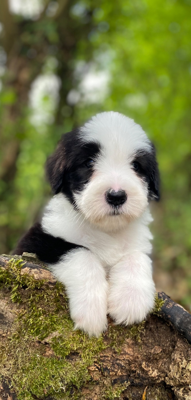 Of Pure Magic Wood - Chiots disponibles - Bearded Collie