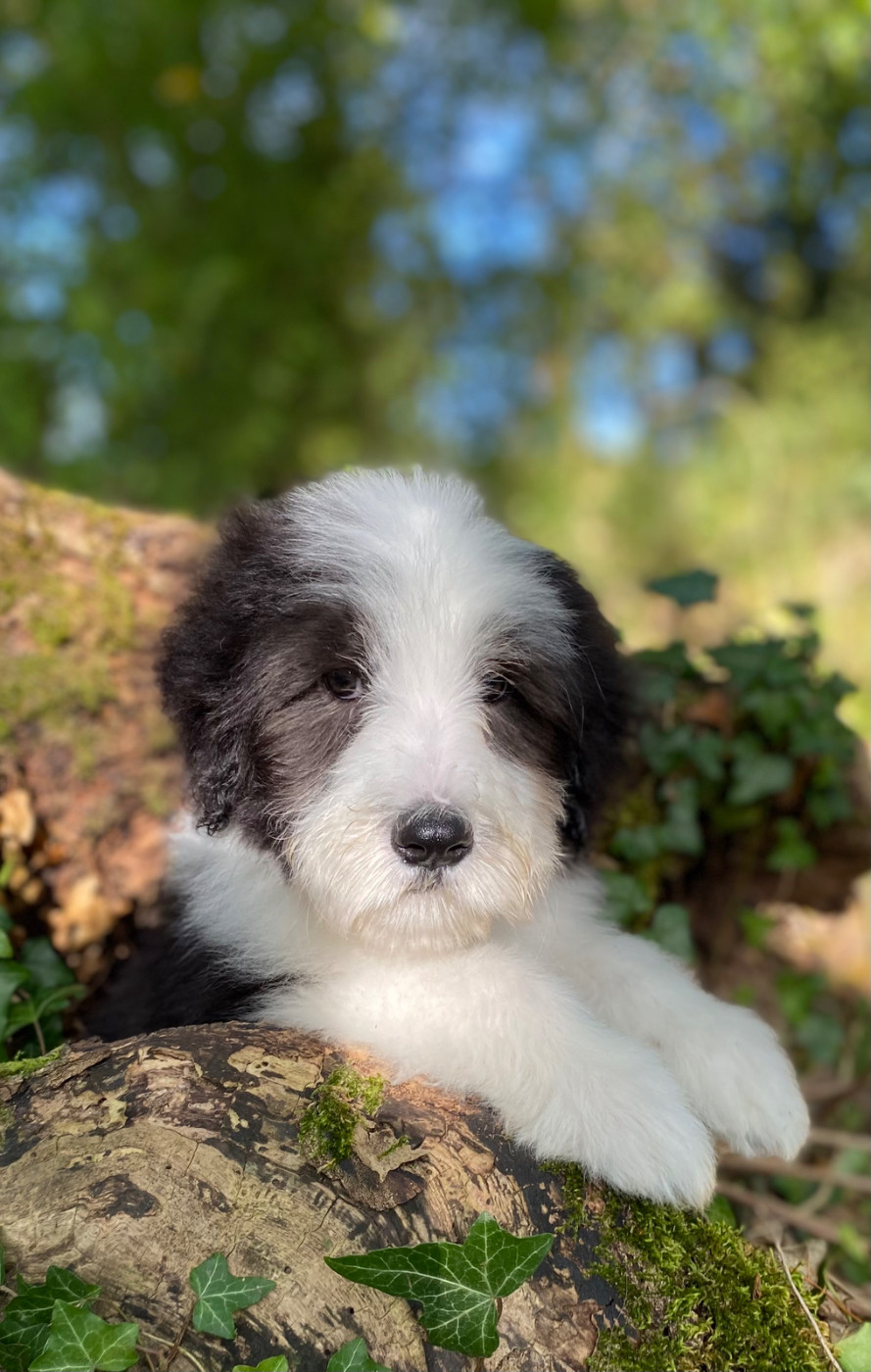 Of Pure Magic Wood - Chiots disponibles - Bearded Collie
