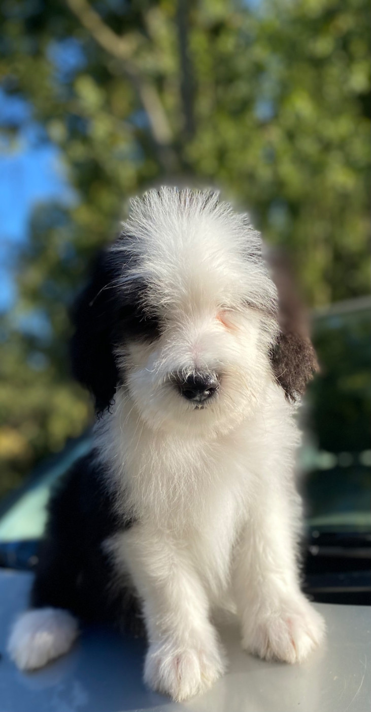 Of Pure Magic Wood - Chiots disponibles - Bearded Collie