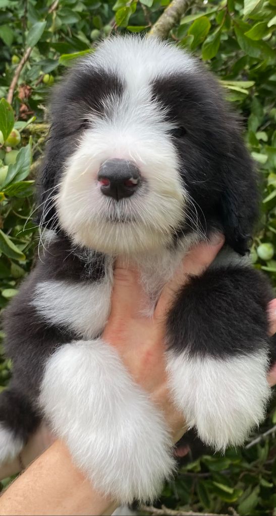 Of Pure Magic Wood - Chiots disponibles - Bearded Collie
