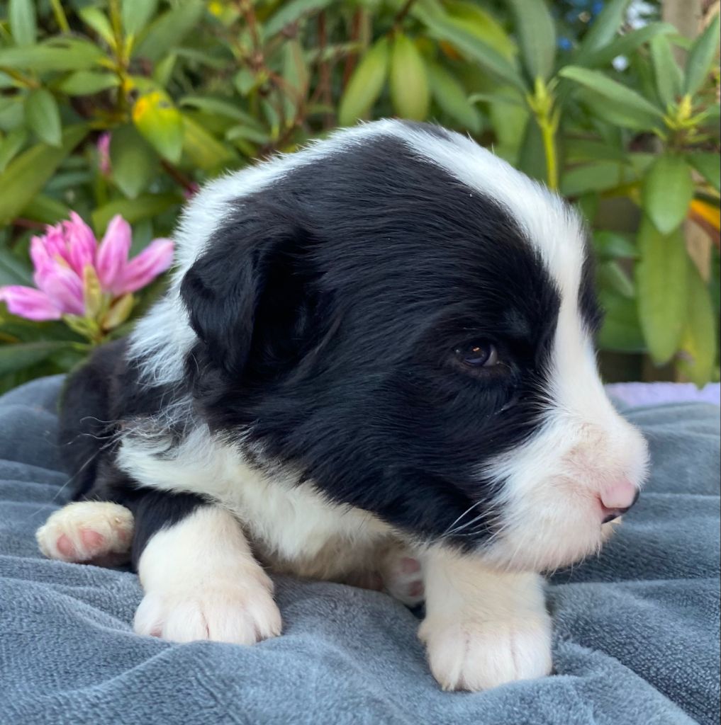 Of Pure Magic Wood - Chiots disponibles - Bearded Collie