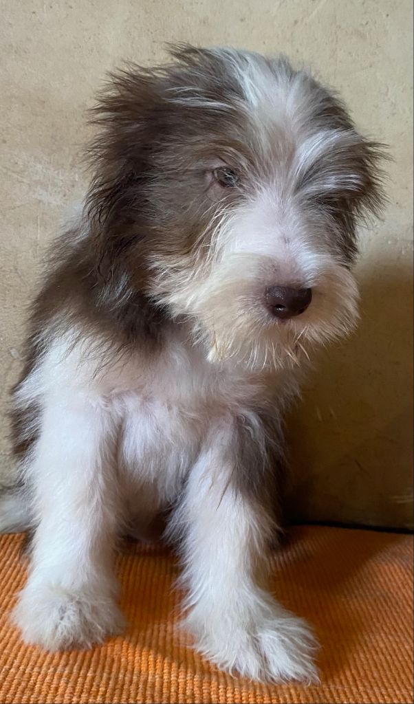 Of Pure Magic Wood - Chiots disponibles - Bearded Collie