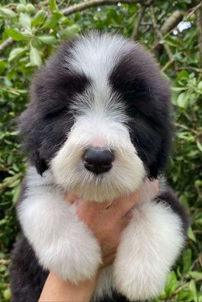 Of Pure Magic Wood - Chiots disponibles - Bearded Collie