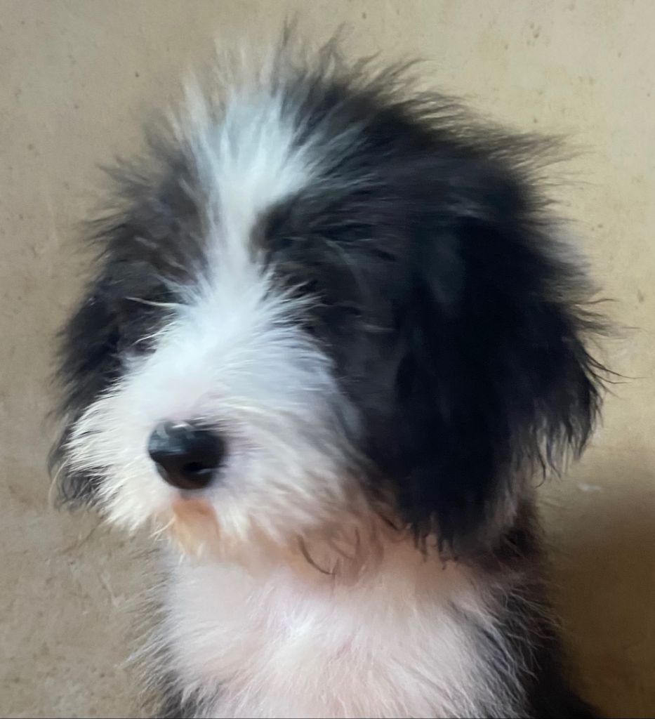 Of Pure Magic Wood - Chiots disponibles - Bearded Collie