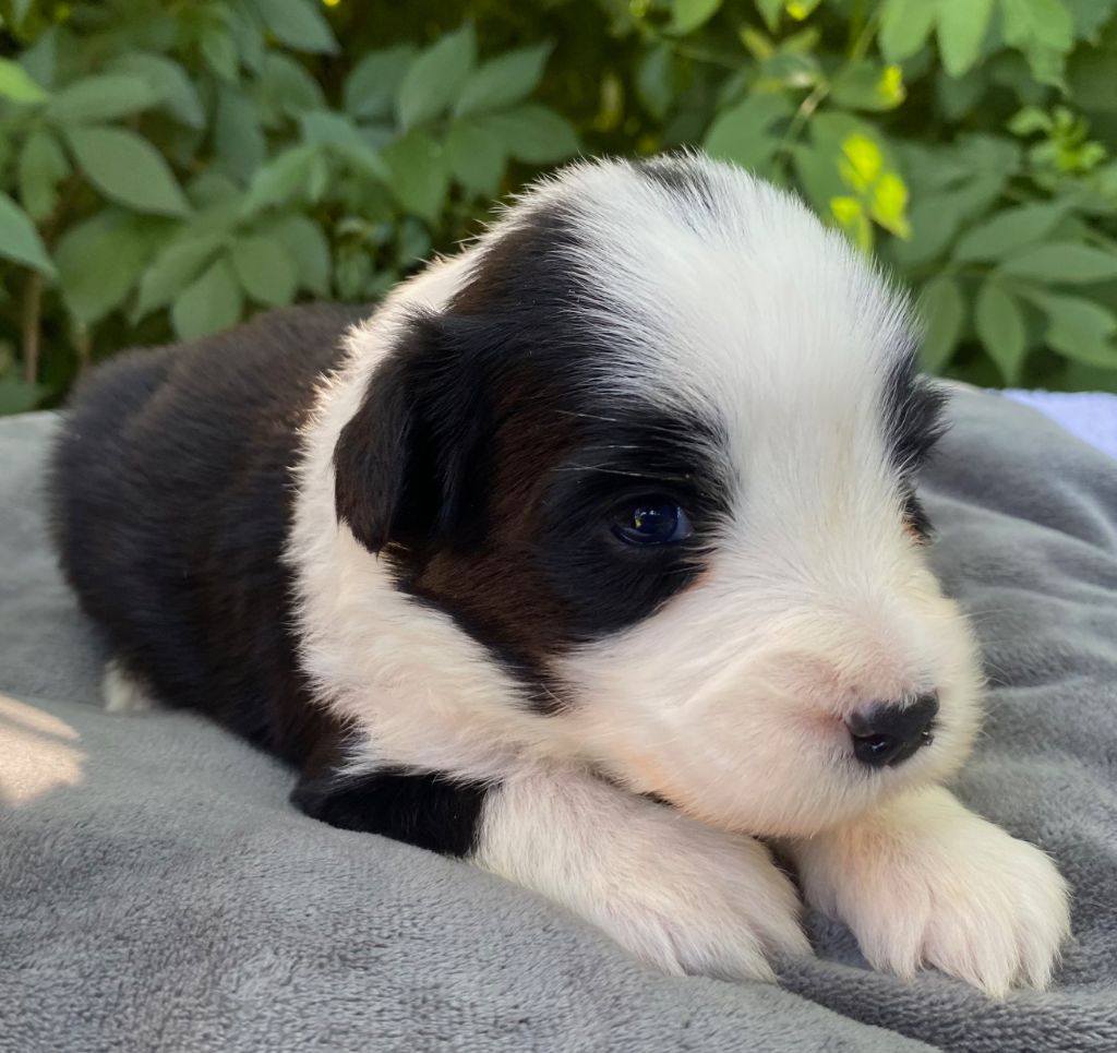 Of Pure Magic Wood - Chiots disponibles - Bearded Collie