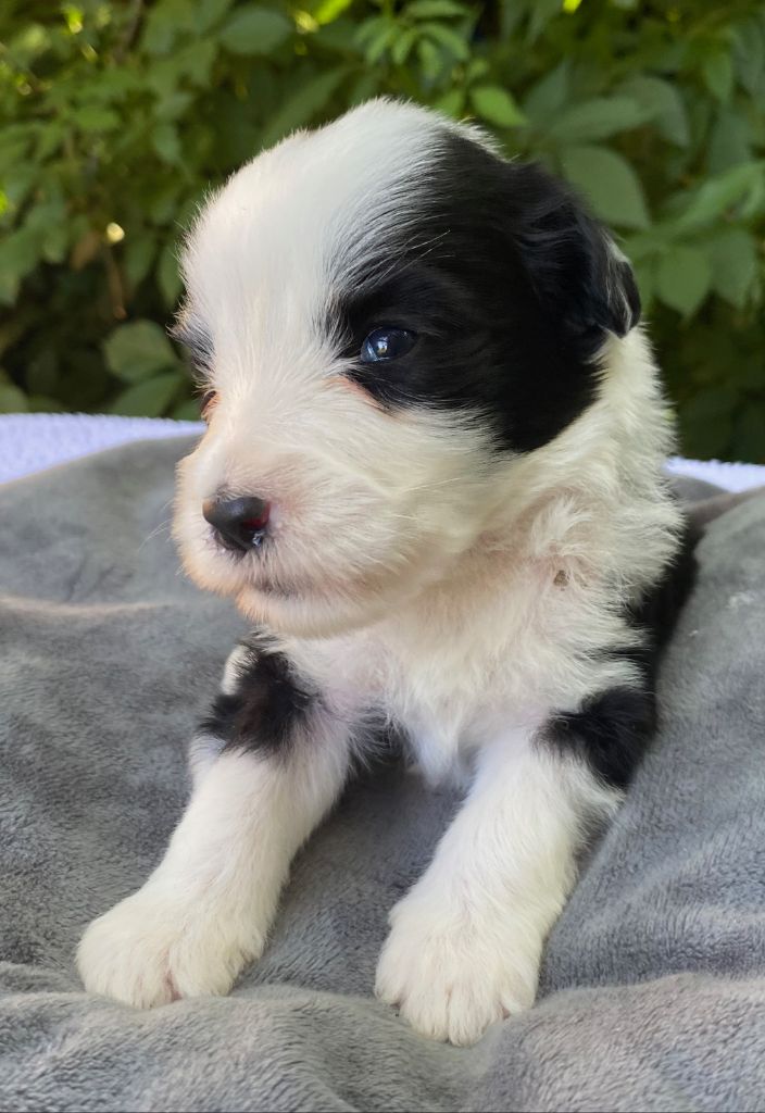 Of Pure Magic Wood - Chiots disponibles - Bearded Collie