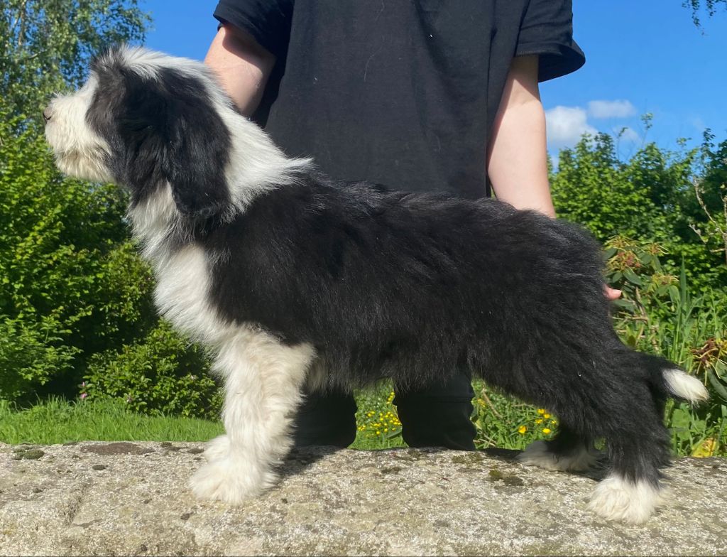 Of Pure Magic Wood - Chiots disponibles - Bearded Collie