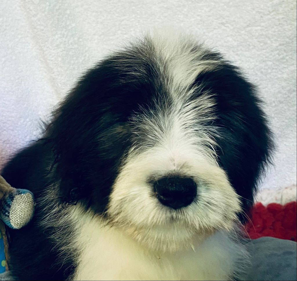 Of Pure Magic Wood - Chiots disponibles - Bearded Collie