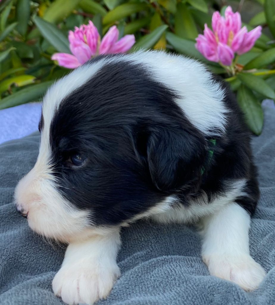 Of Pure Magic Wood - Chiots disponibles - Bearded Collie