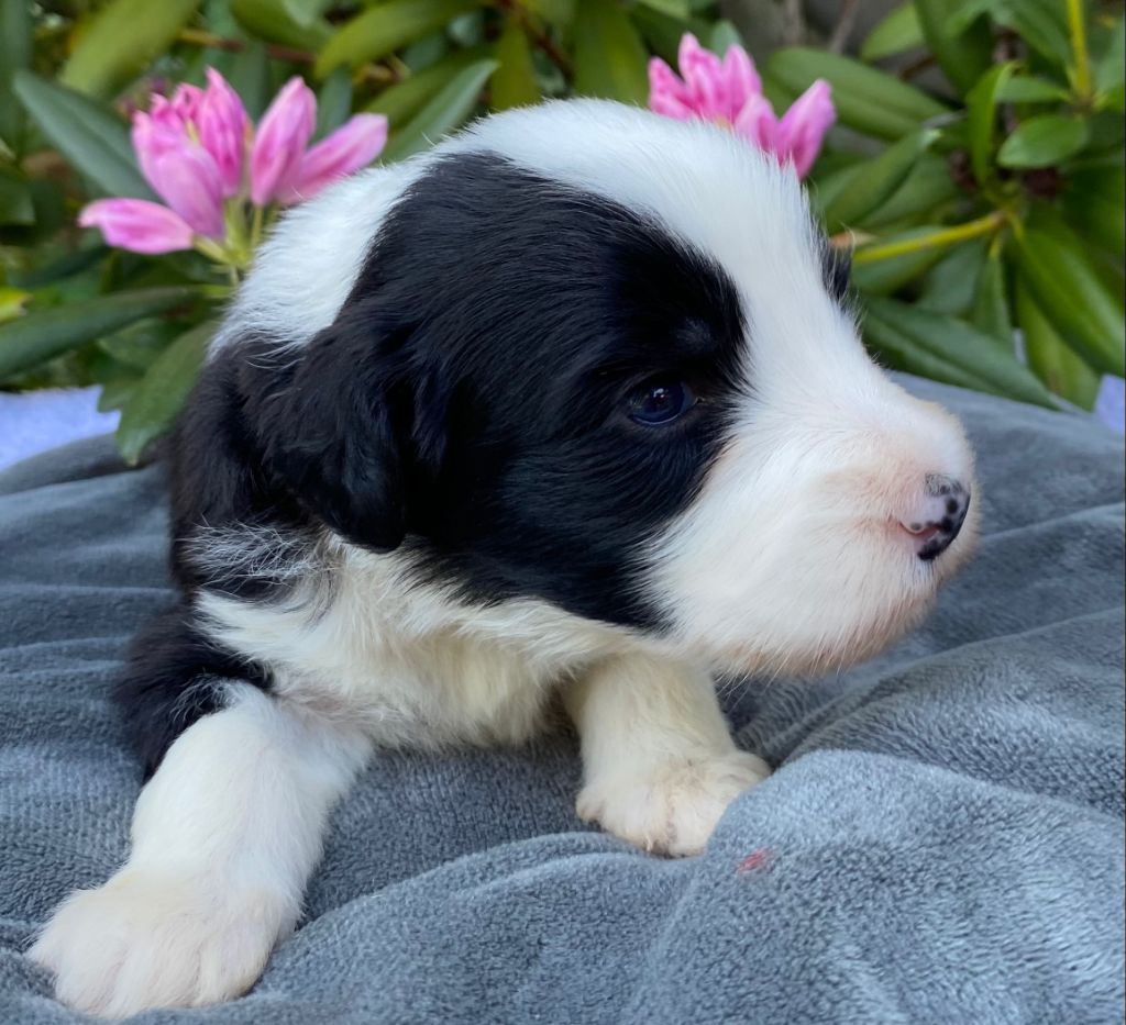 Of Pure Magic Wood - Chiots disponibles - Bearded Collie