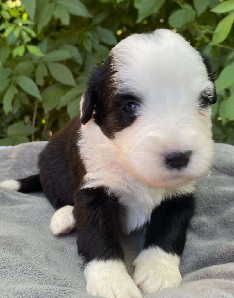 Of Pure Magic Wood - Chiots disponibles - Bearded Collie