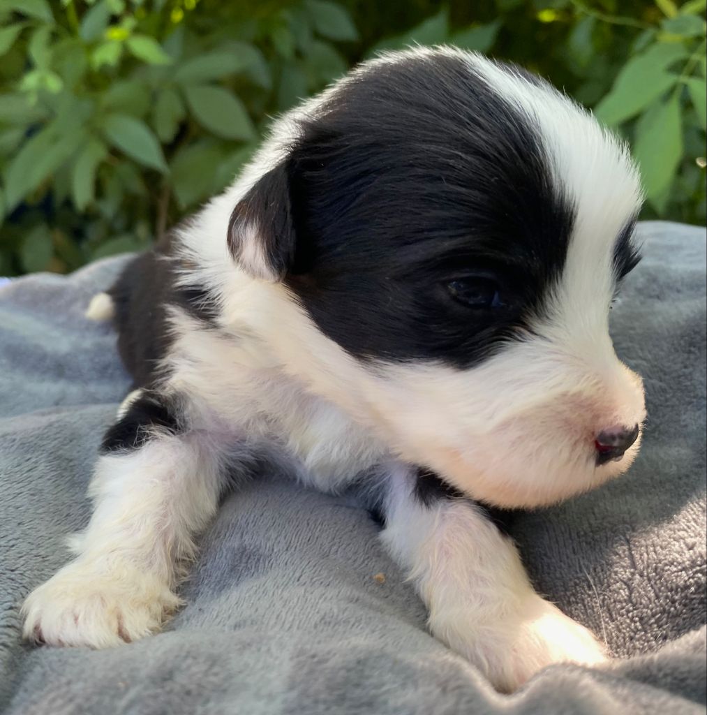 Of Pure Magic Wood - Chiots disponibles - Bearded Collie
