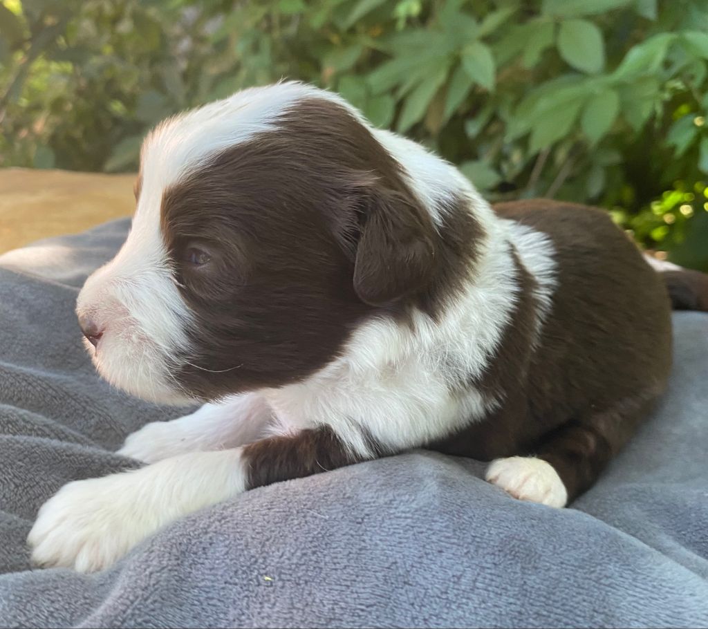 Of Pure Magic Wood - Chiots disponibles - Bearded Collie