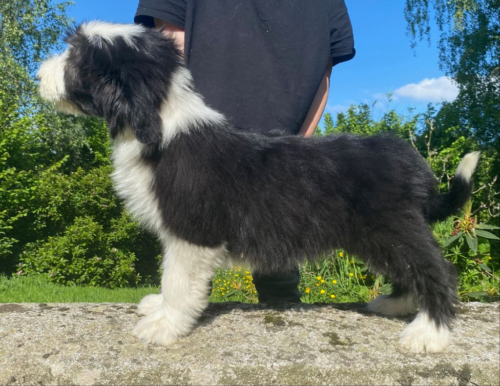 Of Pure Magic Wood - Chiots disponibles - Bearded Collie