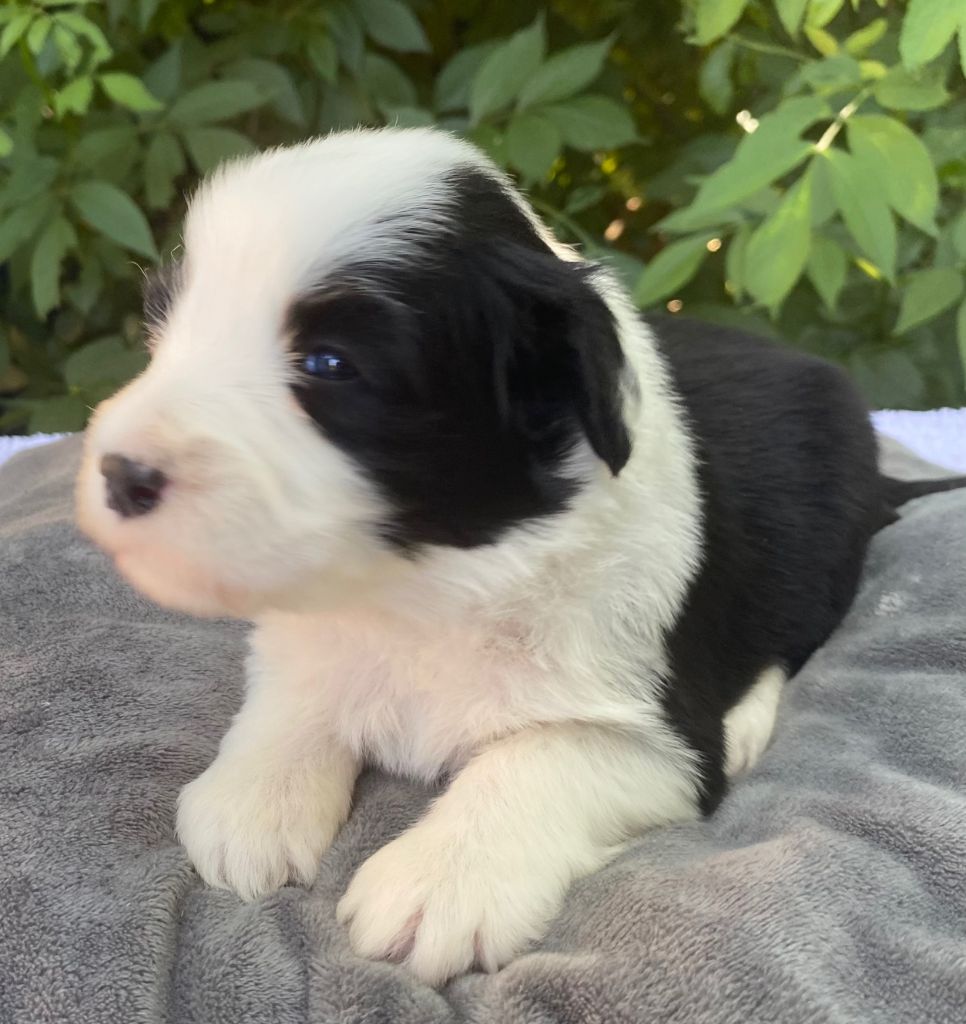 Of Pure Magic Wood - Chiots disponibles - Bearded Collie
