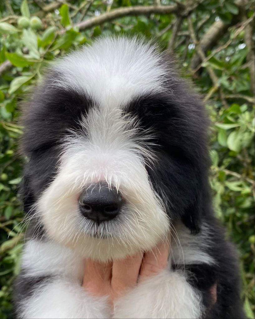 Of Pure Magic Wood - Chiots disponibles - Bearded Collie