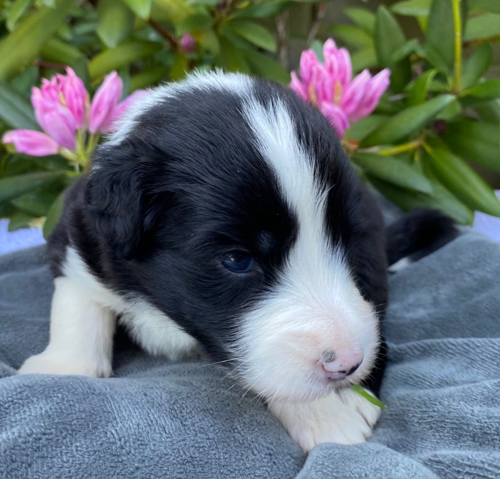 Of Pure Magic Wood - Chiots disponibles - Bearded Collie