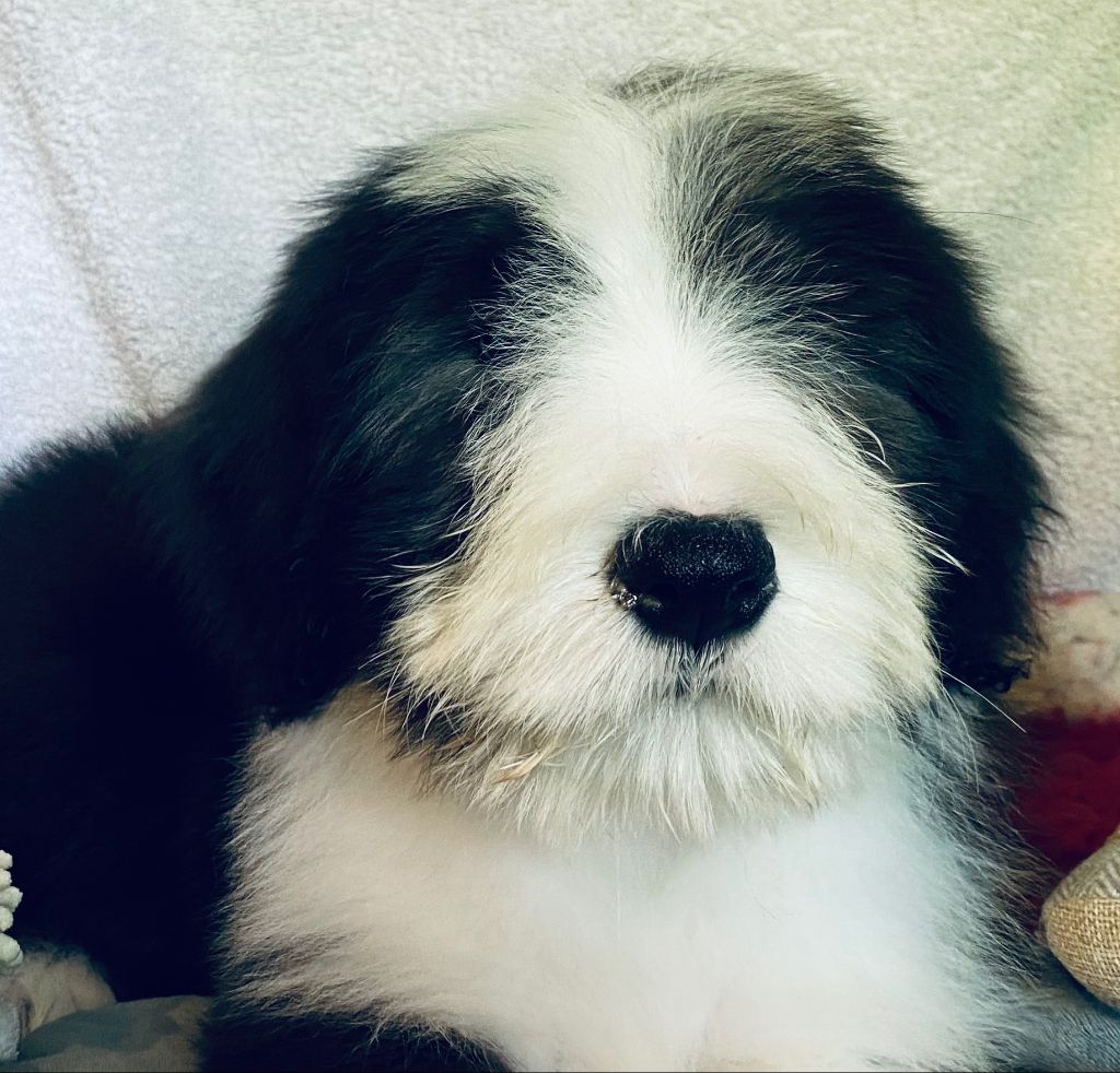 Of Pure Magic Wood - Chiots disponibles - Bearded Collie