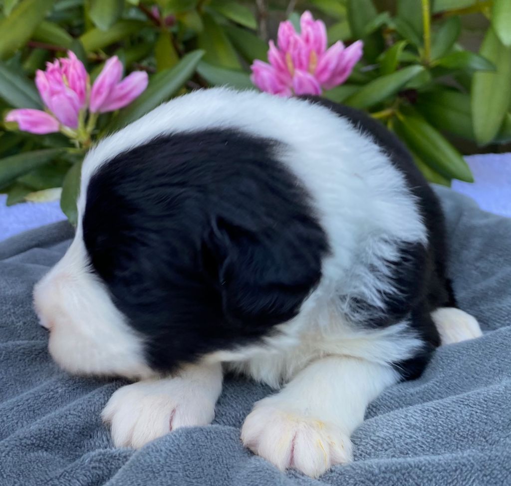 Of Pure Magic Wood - Chiots disponibles - Bearded Collie