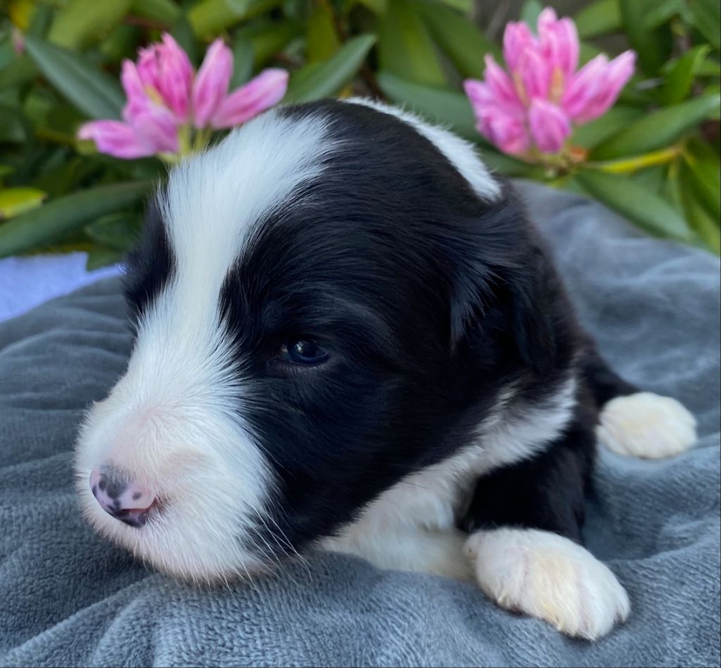 Of Pure Magic Wood - Chiots disponibles - Bearded Collie