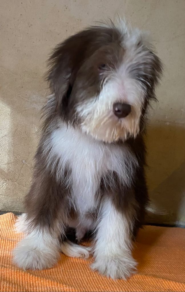 Of Pure Magic Wood - Chiots disponibles - Bearded Collie