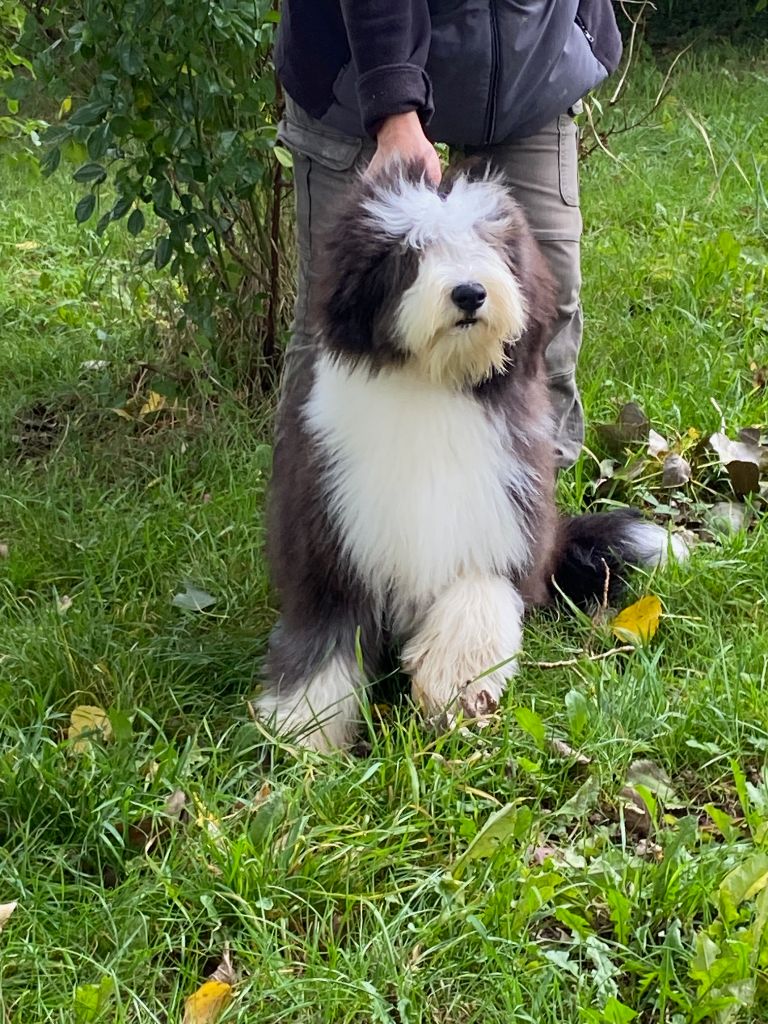 Of Pure Magic Wood - Chiots disponibles - Bearded Collie