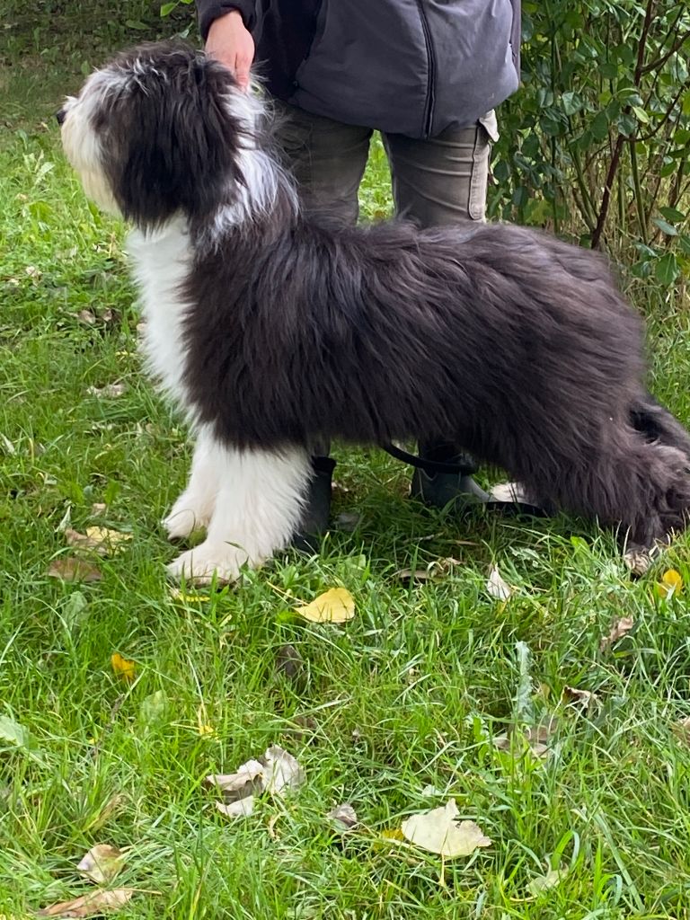 Of Pure Magic Wood - Chiots disponibles - Bearded Collie