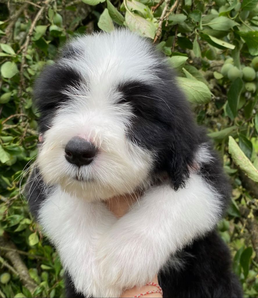 Of Pure Magic Wood - Chiots disponibles - Bearded Collie