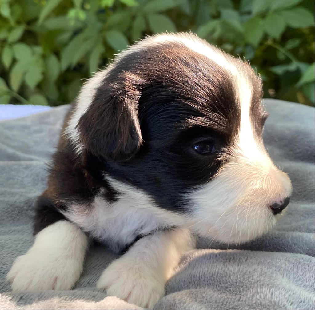 Of Pure Magic Wood - Chiots disponibles - Bearded Collie