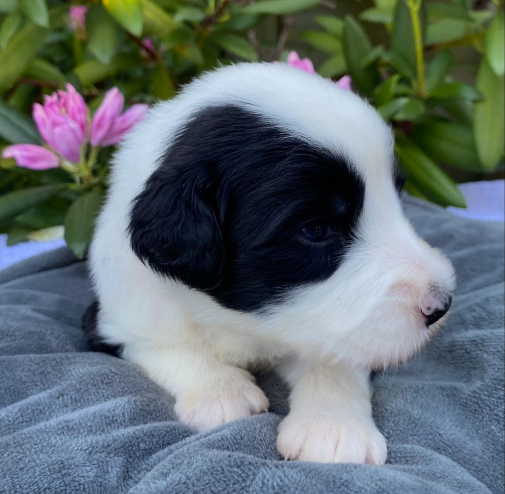 Of Pure Magic Wood - Chiots disponibles - Bearded Collie