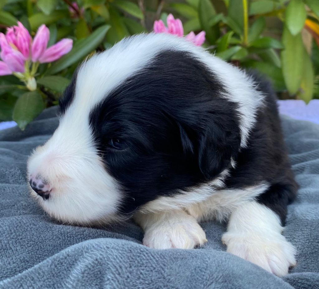 Of Pure Magic Wood - Chiots disponibles - Bearded Collie