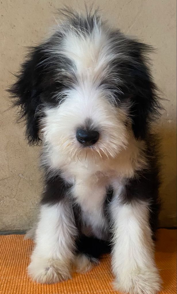 Of Pure Magic Wood - Chiots disponibles - Bearded Collie