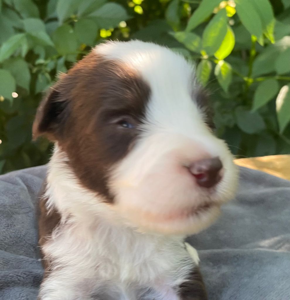 Of Pure Magic Wood - Chiots disponibles - Bearded Collie