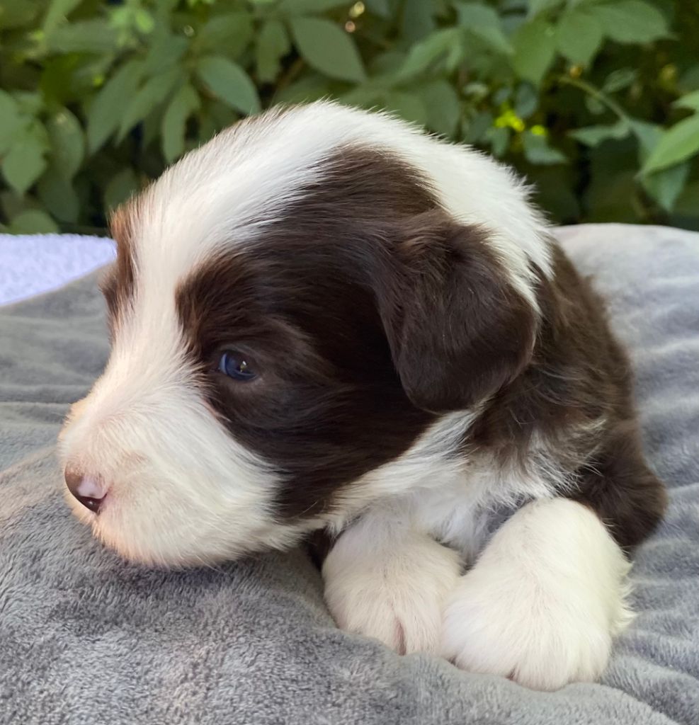 Of Pure Magic Wood - Chiots disponibles - Bearded Collie