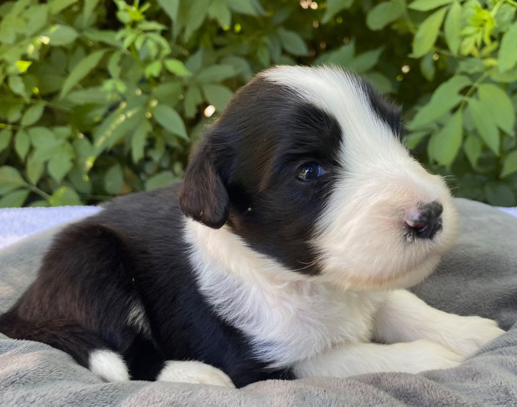 Of Pure Magic Wood - Chiots disponibles - Bearded Collie